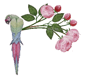 Bird Parrot Pink Roses - GIF เคลื่อนไหวฟรี