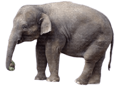 elefante - nemokama png