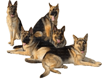 Kaz_Creations Dogs - gratis png