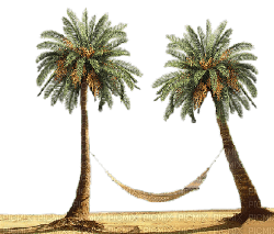 tropical trees bp - PNG gratuit