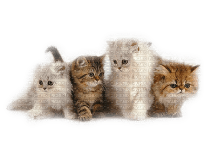 patymirabelle chat - Free PNG