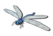 Dragonfly katrin - Gratis animeret GIF