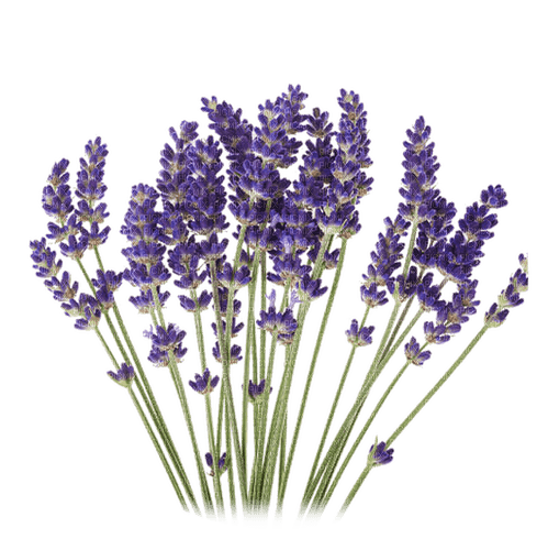 flores lavanda dubravka4 - безплатен png