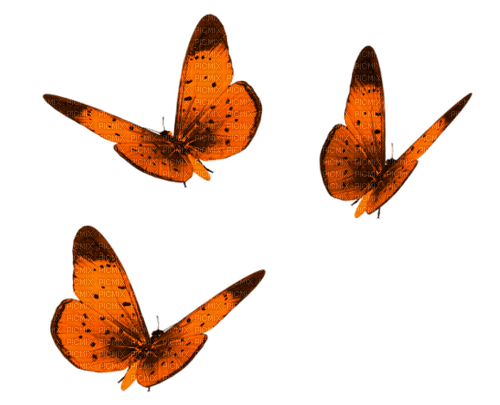 Butterflies.Orange - фрее пнг