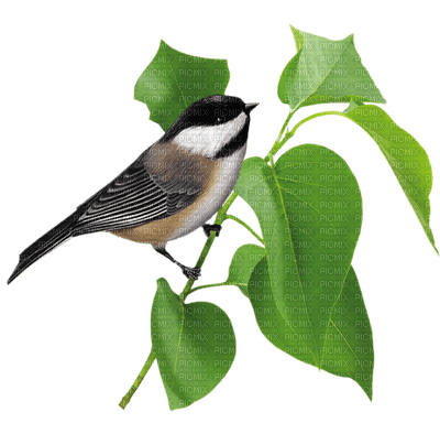 birds katrin - besplatni png