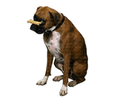 Kaz_Creations Dog Pup Dogs 🐶 - zadarmo png