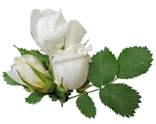 white roses sunshine3 - PNG gratuit