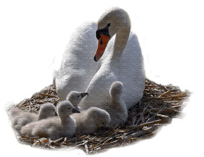 swans bp - Free PNG