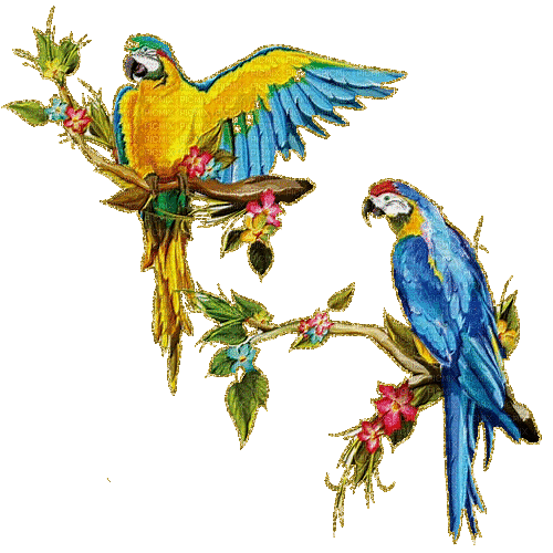 perroquets - 無料のアニメーション GIF