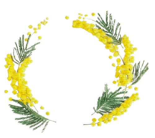 corona di mimosa - 無料png
