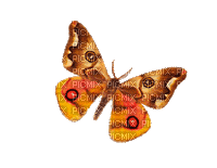 Papillon .S - Безплатен анимиран GIF