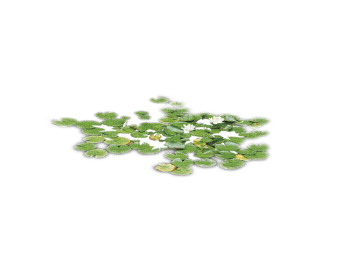 Lotus leaves - PNG gratuit