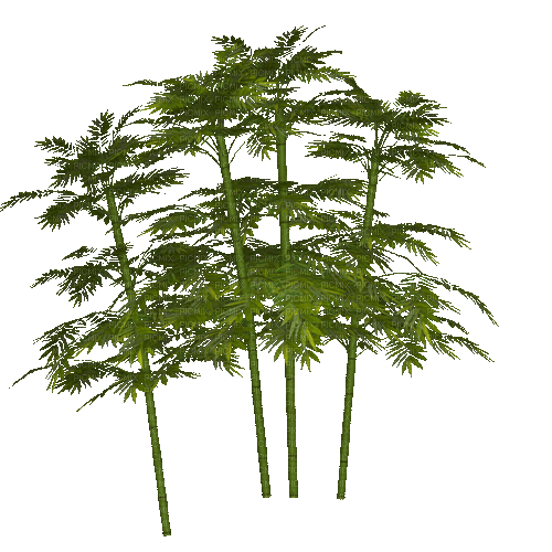 palm tree - GIF animado grátis
