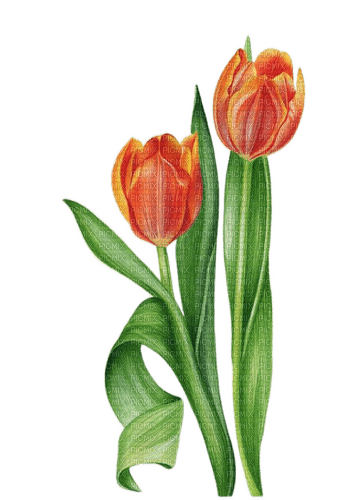Tulipes.Tulips.Fleurs.Flowers.Victoriabea - Free PNG