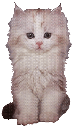 nbl-Cat - GIF animado gratis