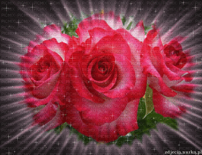 Rosas fusia - GIF animate gratis