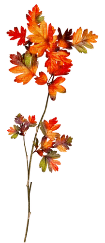 Branch.Leaves.Orange.Red.Green.Yellow.Purple - png gratuito