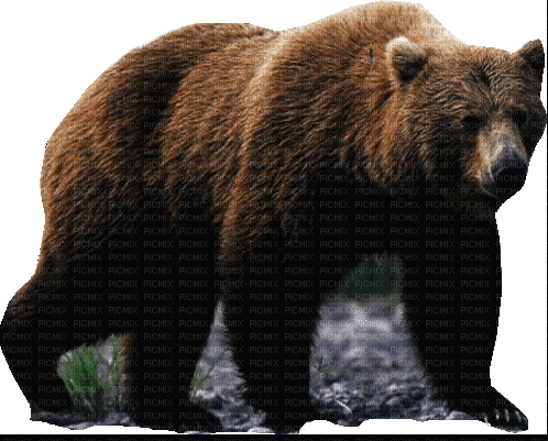 bear milla1959 - GIF animado gratis