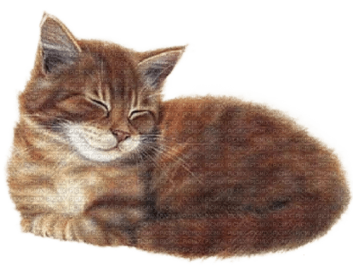 Cat.Chat.Gato.Brown.Victoriabea - 無料png