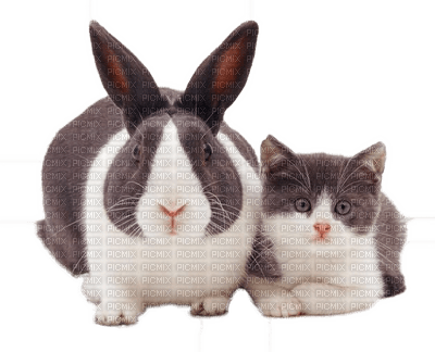 Lapin,chat - δωρεάν png