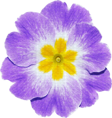 Kaz_Creations Deco Flower Colours - zdarma png