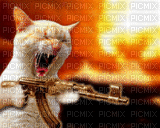 chat avec fusil - Ingyenes animált GIF