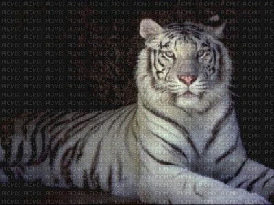 Tigre blanc - png gratuito