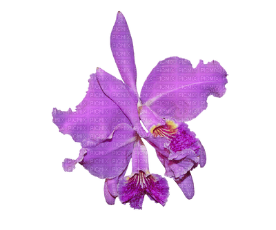 orchids purple bp - zadarmo png
