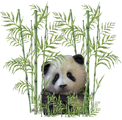 panda, image , background , deco , anime , glitter , decoration , fond ,  tube , panda , asia , animals , gif - Free animated GIF - PicMix