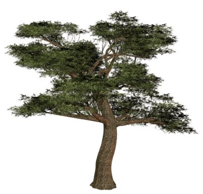 tree - zadarmo png