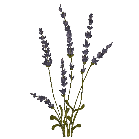 Lavender.Lavande.Fleur.Flower.Victoriabea