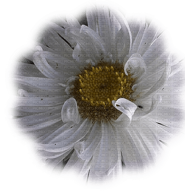 fleur 6 - PNG gratuit