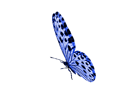papillon bleu butterfly blue gif