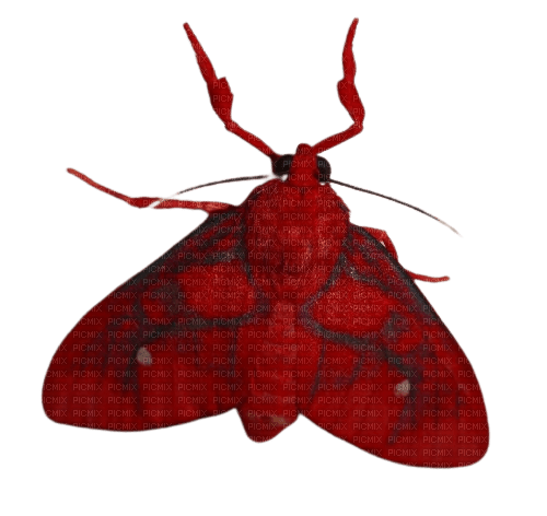 red moth - Free PNG