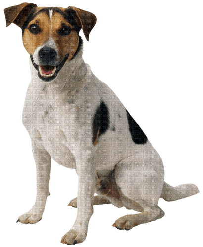 chien - Free PNG