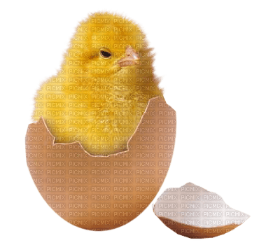 Kaz_Creations Easter Deco Chick - png ฟรี