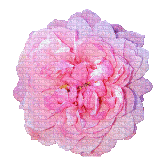 Pink Rose - Ilmainen animoitu GIF