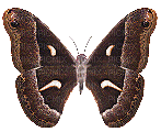 Papillon ** - Ingyenes animált GIF