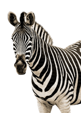 Kaz_Creations Zebra - δωρεάν png