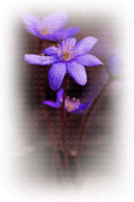 fleur violette.Cheyenne63 - darmowe png