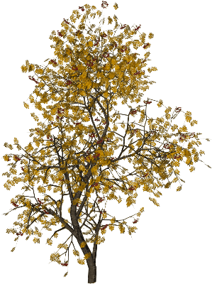 höst träd---autumn--tree - png ฟรี