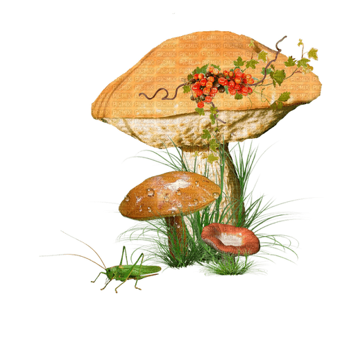 mushroom cluster - 免费PNG