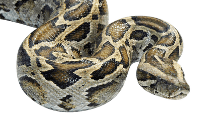 snakes bp - besplatni png