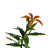 flowers anastasia - Ücretsiz animasyonlu GIF