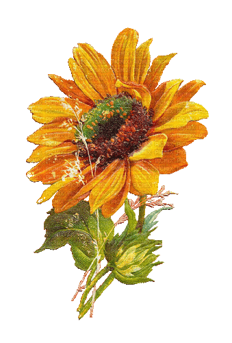 Sunflower Art - Bezmaksas animēts GIF