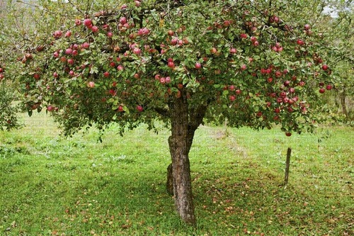 Apfelbaum, Hintergrund, Backround - darmowe png