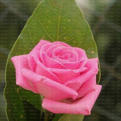 Rosa Rose - gratis png