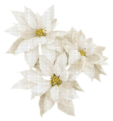 Flowers white bp - фрее пнг