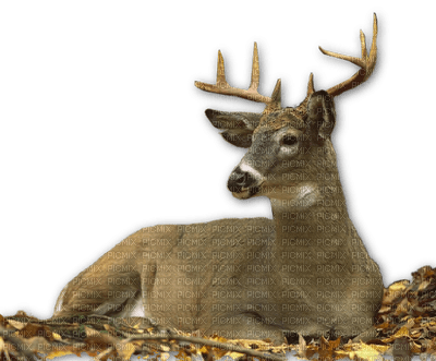 Kaz_Creations Deer - zadarmo png