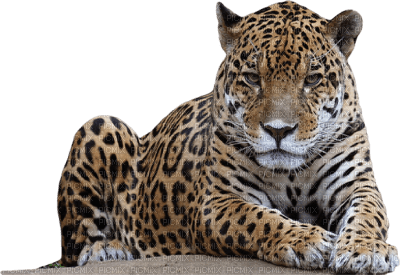 jaguar bp - δωρεάν png